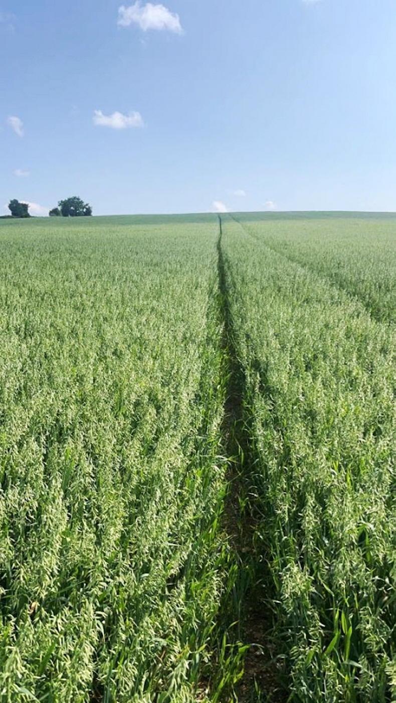 Final sprays and harvest preparations on Tramlines farms - Vimarsana News