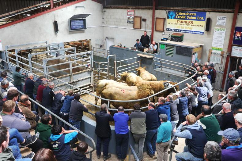 Camera at the Mart: Red hot weanling trade in Caherciveen - Vimarsana News