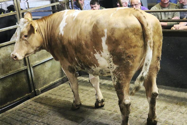 Heifers a hefty trade in Raphoe - Vimarsana News