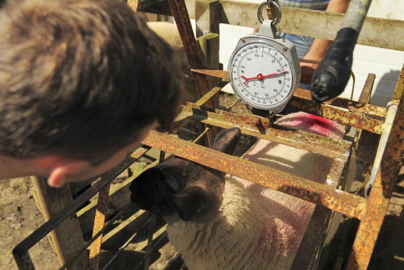 Sheep management: Weighing lambs, cobalt deficiency and lamb castration - Vimarsana News