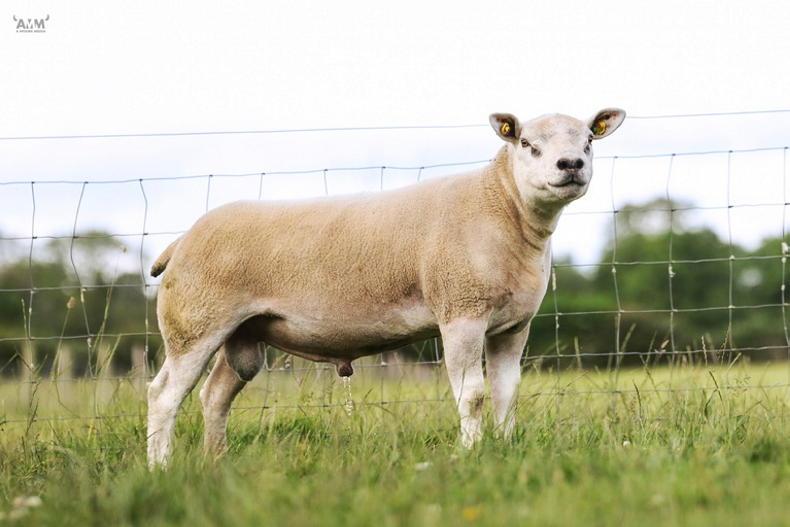 Sheep Ireland online sale of CPT rams runs from 11 to 13 July - Vimarsana News