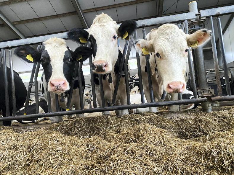 Teagasc webinar shows intensity of Dutch dairy - Vimarsana News