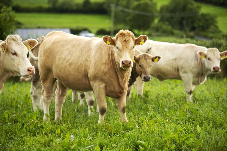 Watch: farming the Farney way in Ballybay - Vimarsana News