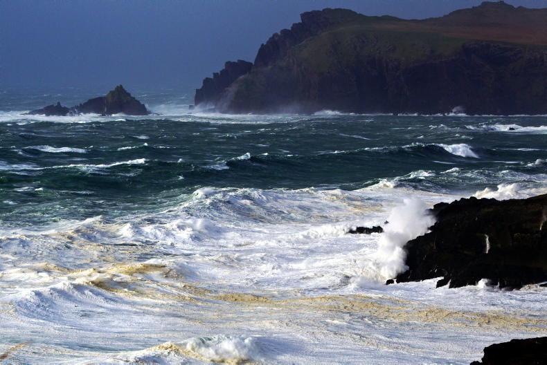 Herd of cattle fall off Clare cliffs - Vimarsana News