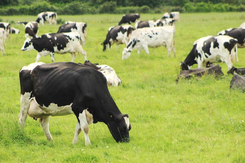 Grass growth shifts into cruise control - Vimarsana News