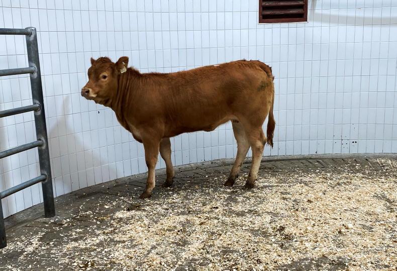 Camera at the Mart: weanlings in demand in Roscommon - Vimarsana News