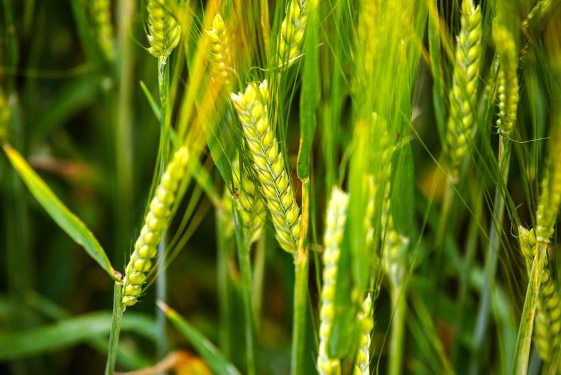 Malting barley price stands at €263/t Free