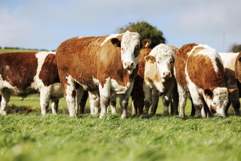 MSD Animal Health launches first bovine coronavirus vaccine - Vimarsana News