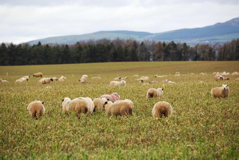 Keeping on top of cross compliance with catch crops - Vimarsana News