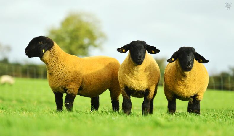 Limestone Suffolks hit 12,500gn at Ballymena - Vimarsana News