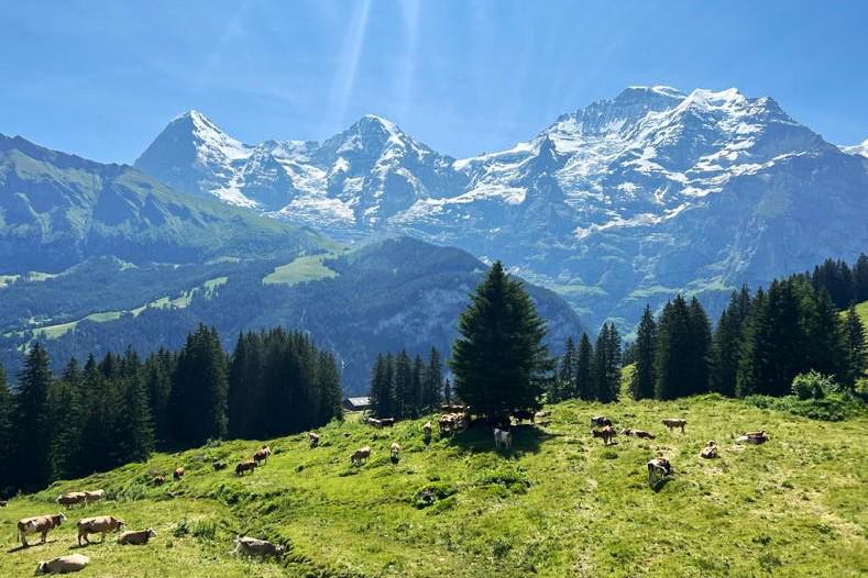 Summer mix of sun, silage and Swiss cheese - Vimarsana News