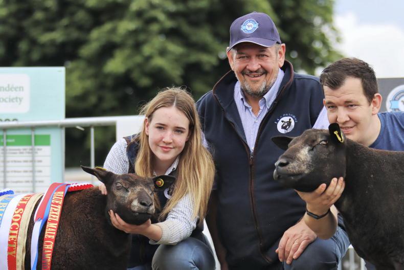 Blue Texel open day to take place on Johnstown flock in Co Westmeath - Vimarsana News