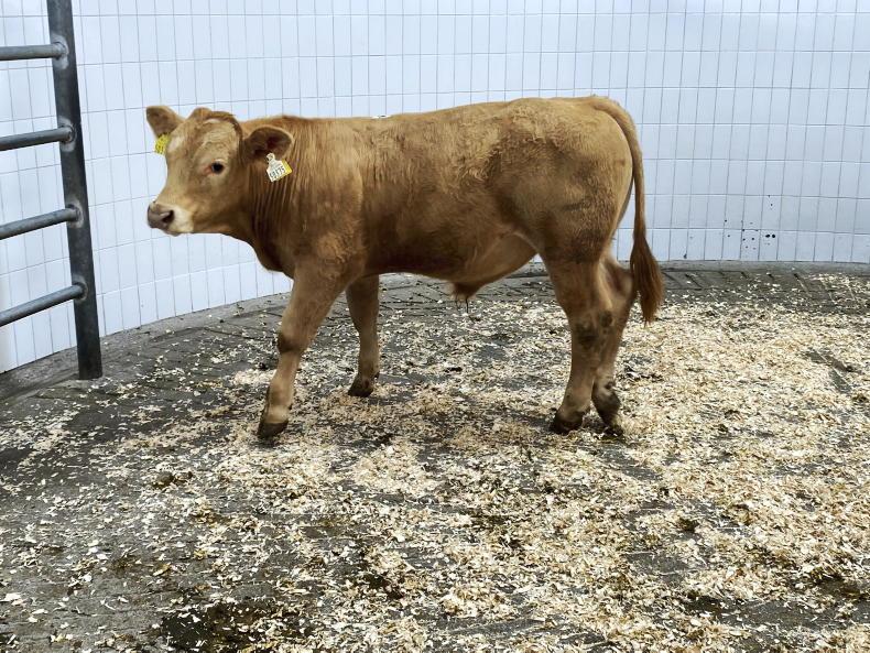 MartBids Database: factory agents driving heavy cattle trade again - Vimarsana News