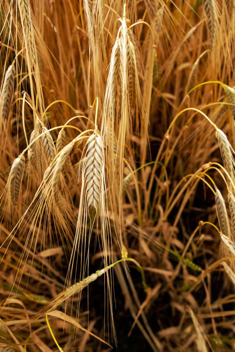 Weaponising food hits headlines again - Vimarsana News