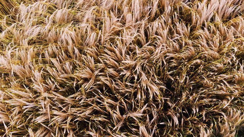 Grain Trends: oilseed rape jumps, wheat price up - Vimarsana News