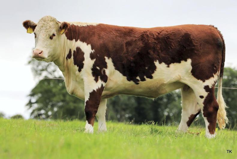 Ballyraggan Hereford opens its gates ahead of production sale - Vimarsana News