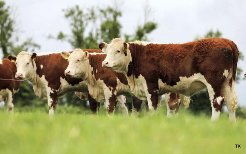 Ballyraggan production sale primed for Kilkenny - Vimarsana News