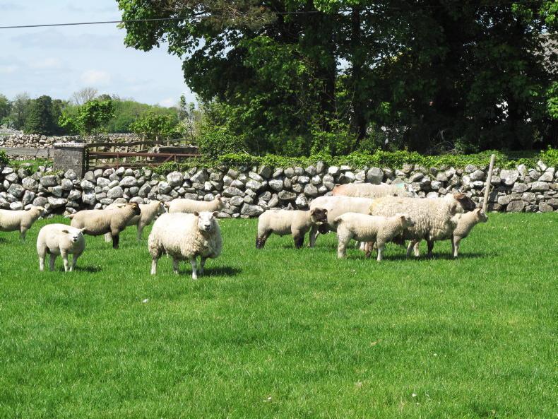 Late lactation recovery saves lamb performance - Vimarsana News