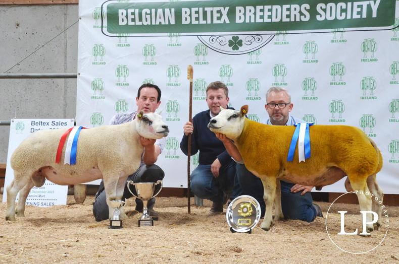 Hendrix solos to the top at Belgian Beltex elite sale - Vimarsana News