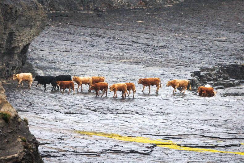 Drone warning after cattle go over Clare cliffs - Vimarsana News