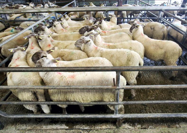 Sheep marts report: sharp jump in store lamb numbers - Vimarsana News