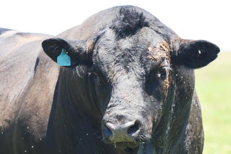 Watch: Angus bull sells for $360,000 to break Australian record - Vimarsana News