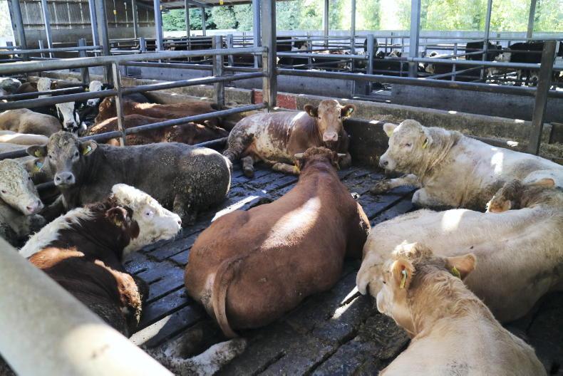 26% of prime cattle kill originating in controlled finishing units - Vimarsana News