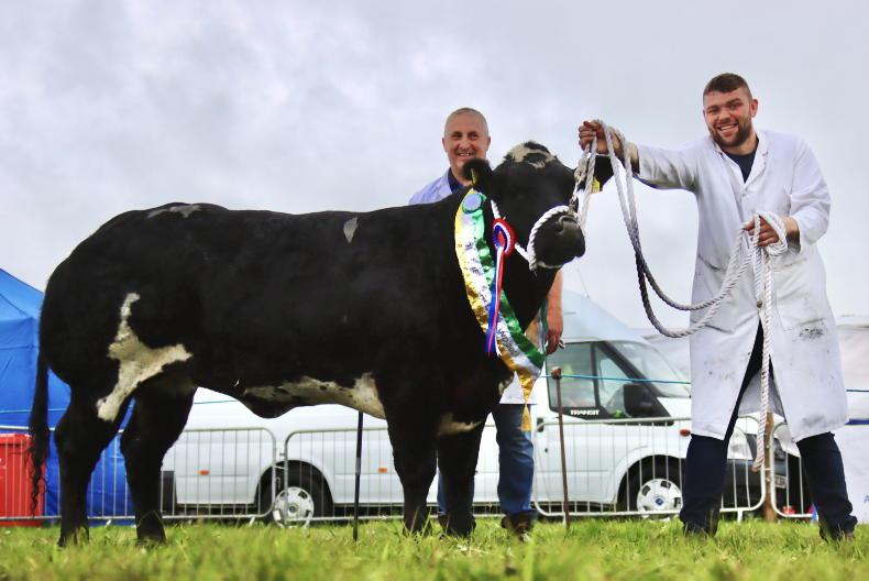 Belgian Blue all-Ireland finals back with a bang