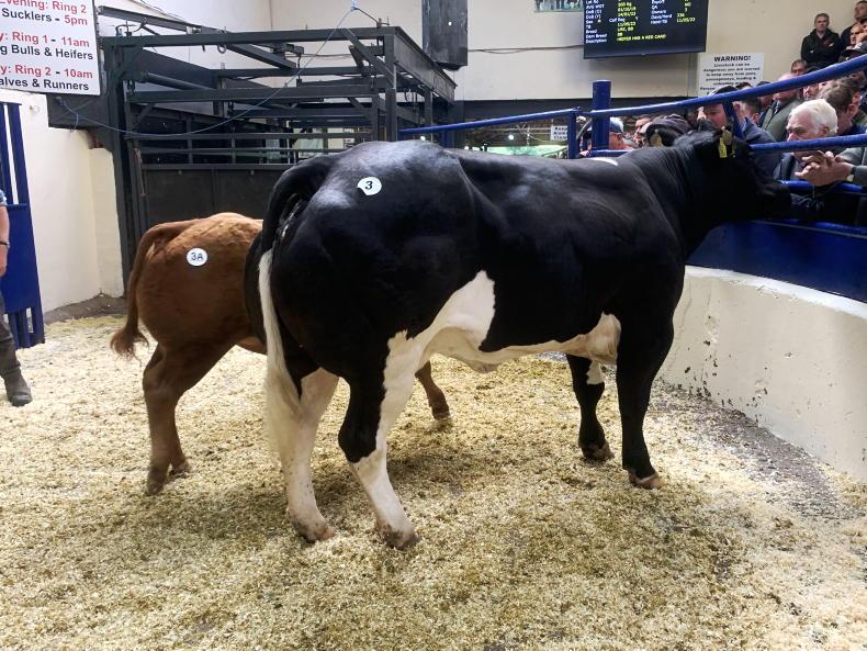 Camera at the Mart: good appetite for in-calf heifers in Carrigallen