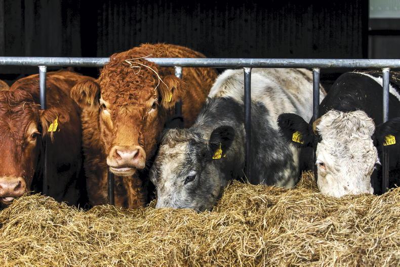 Beef management notes: Grazing conditions and €50/cow new beef scheme - Vimarsana News