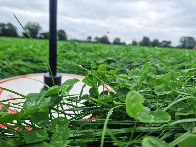 Grass dry matter drops as rain continues to cause headaches - Vimarsana News
