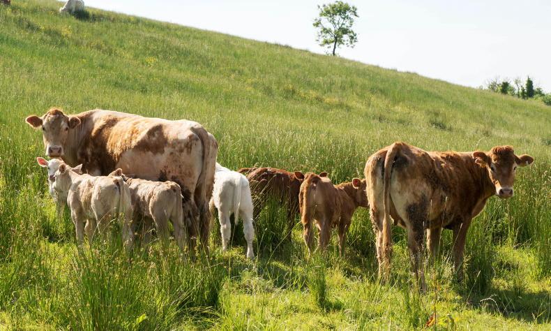 Suckler cow numbers see biggest drop in 10 years - Vimarsana News
