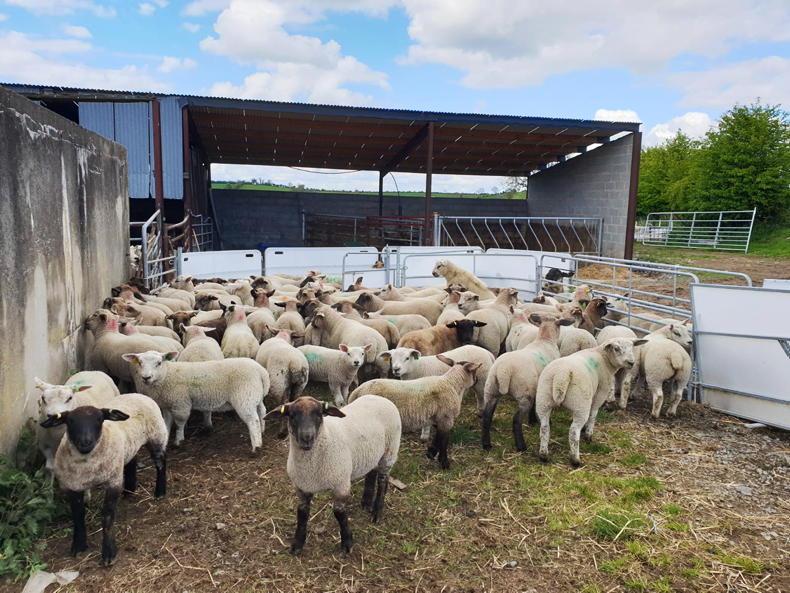 Sheep management: Weather challenges, drafting lambs and scheme compliance - Vimarsana News