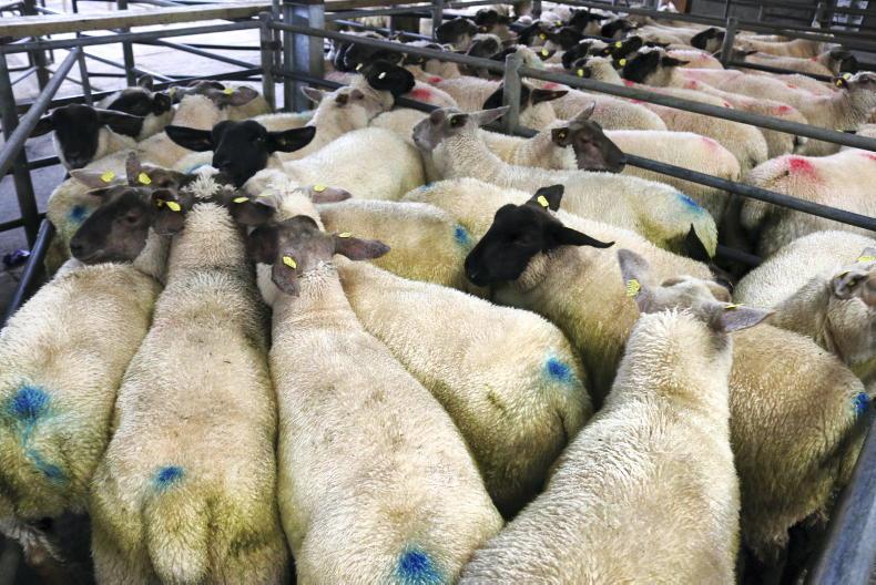 Sheep mart prices: well-fleshed lambs in tight supply - Vimarsana News