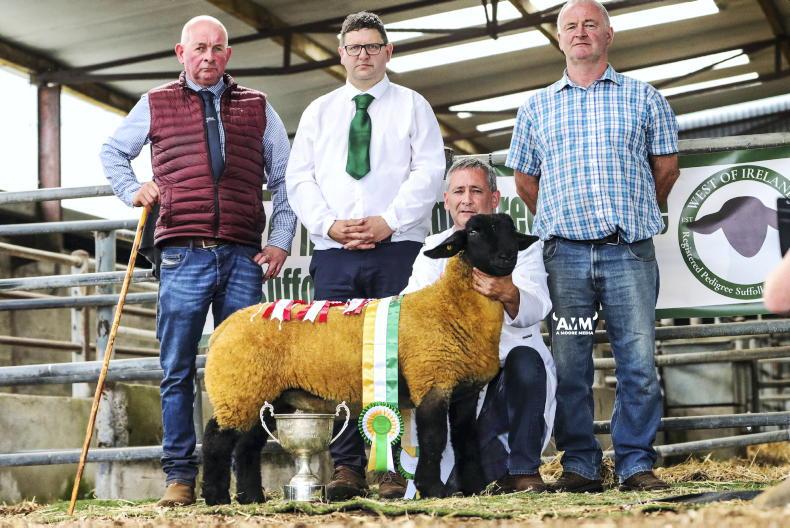'Best in West' of Suffolks head for Roscommon sale 08 August 2023 Free - Vimarsana News