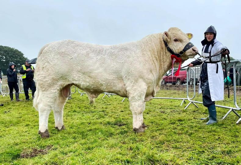 In pictures: check out the champions at Arva Show