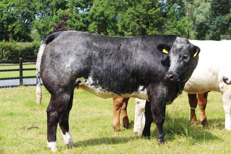 In pictures: Clogher timed heifer auction kicks off this weekend - Vimarsana News