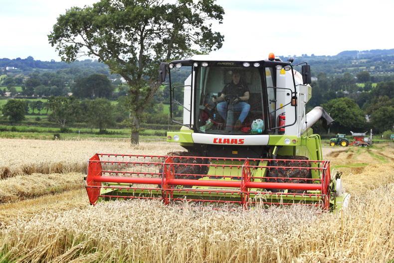 Spring barley breaks down and green grains cause more issues - Vimarsana News