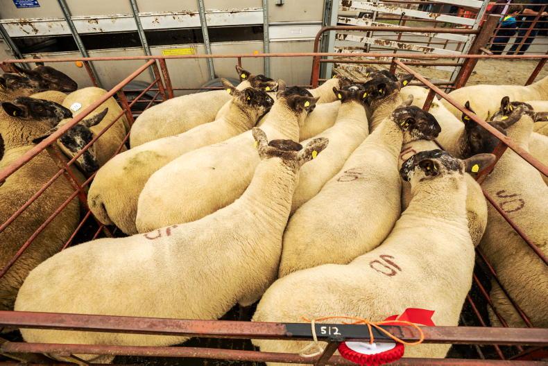 Camera at the Mart: hoggets average €245 and ewe lambs €160 in Tullow - Vimarsana News