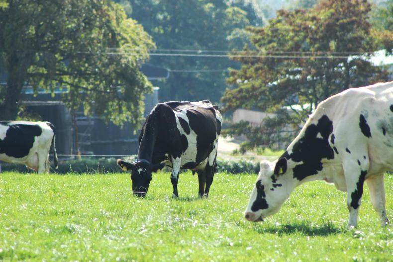 Grass cover building by default - Vimarsana News