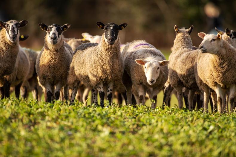 Forage crops an option for livestock and tillage farmers to link up - Vimarsana News
