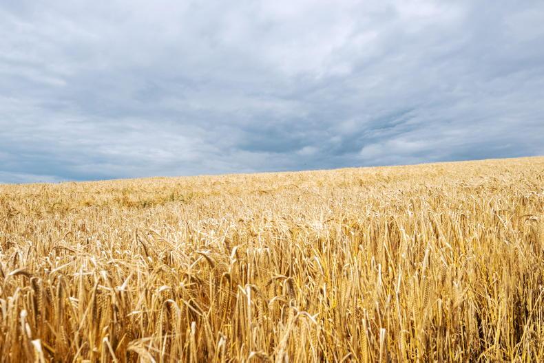 Malting barley harvest effectively over as crops fail - Vimarsana News