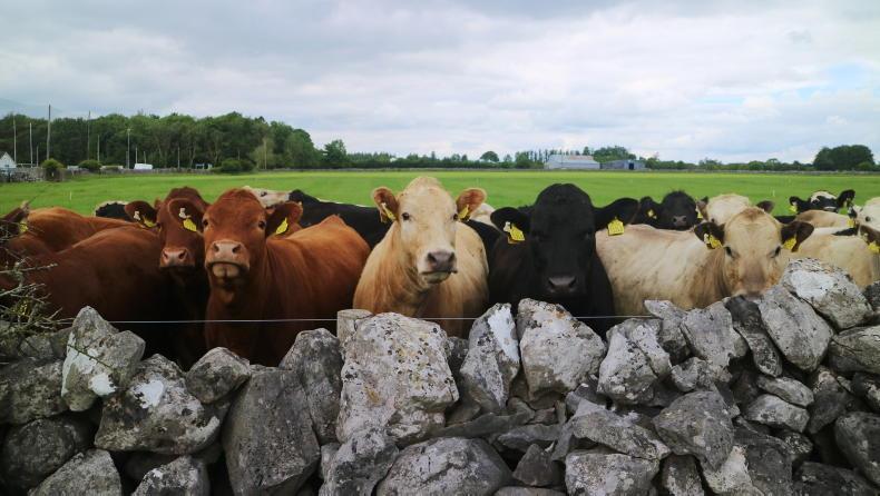 2.47m cattle moved permanently off farms in 2022 - Vimarsana News