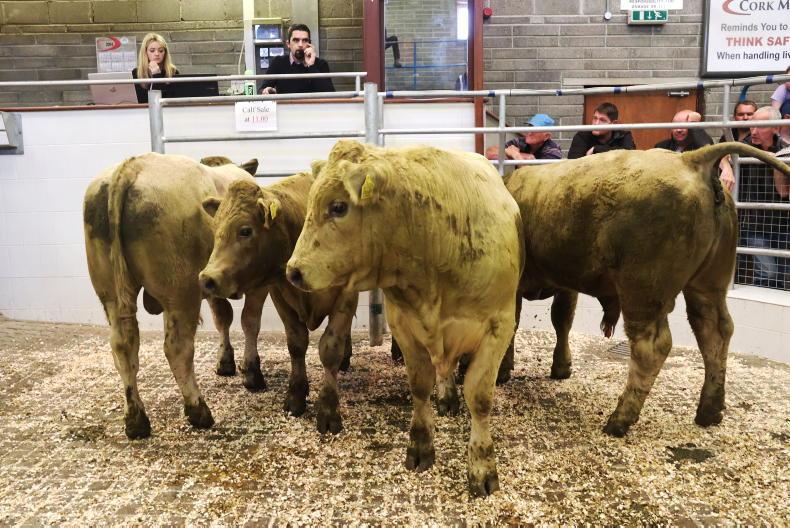 In pictures: exporters keep solid floor in Skibbereen weanling sale. - Vimarsana News