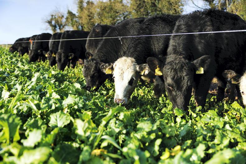 Forage crops ruled out for many due to CAP rules - Vimarsana News