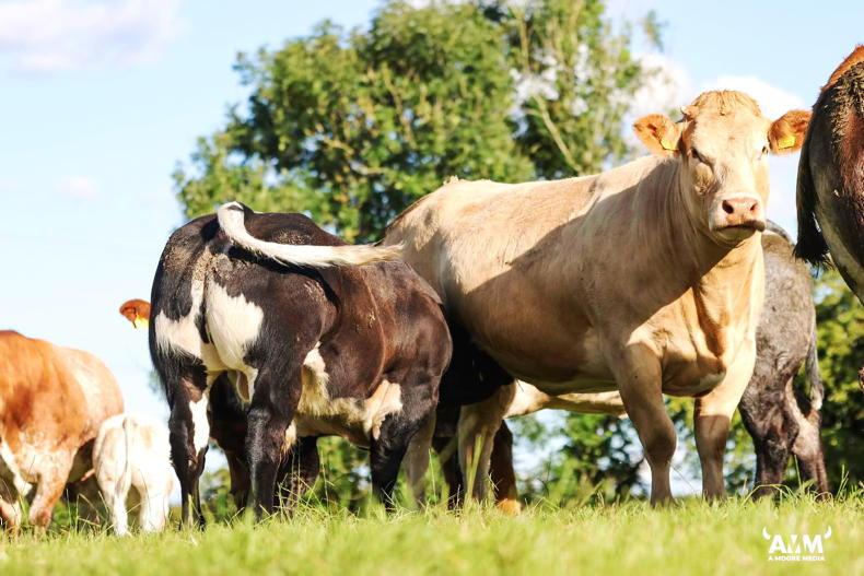 Avoiding beef scheme penalties this autumn - Vimarsana News