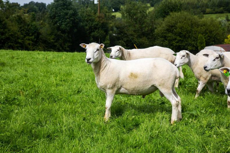 Lambs this year are proving to be skinny - Vimarsana News