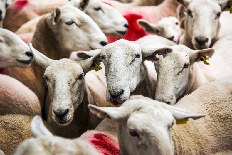 Sheep scab 'rampant' all over the country - 30 August 2023 Premium - Vimarsana News