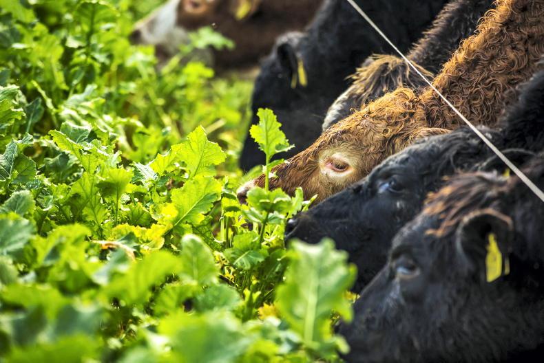 Forage crop rule change a 'torpedo' for farmers - ICSA - Vimarsana News
