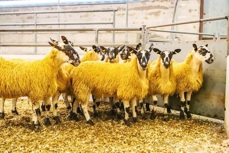 Camera at the Mart: vibrant trade at Mayo Mule and Greyface sale - Vimarsana News